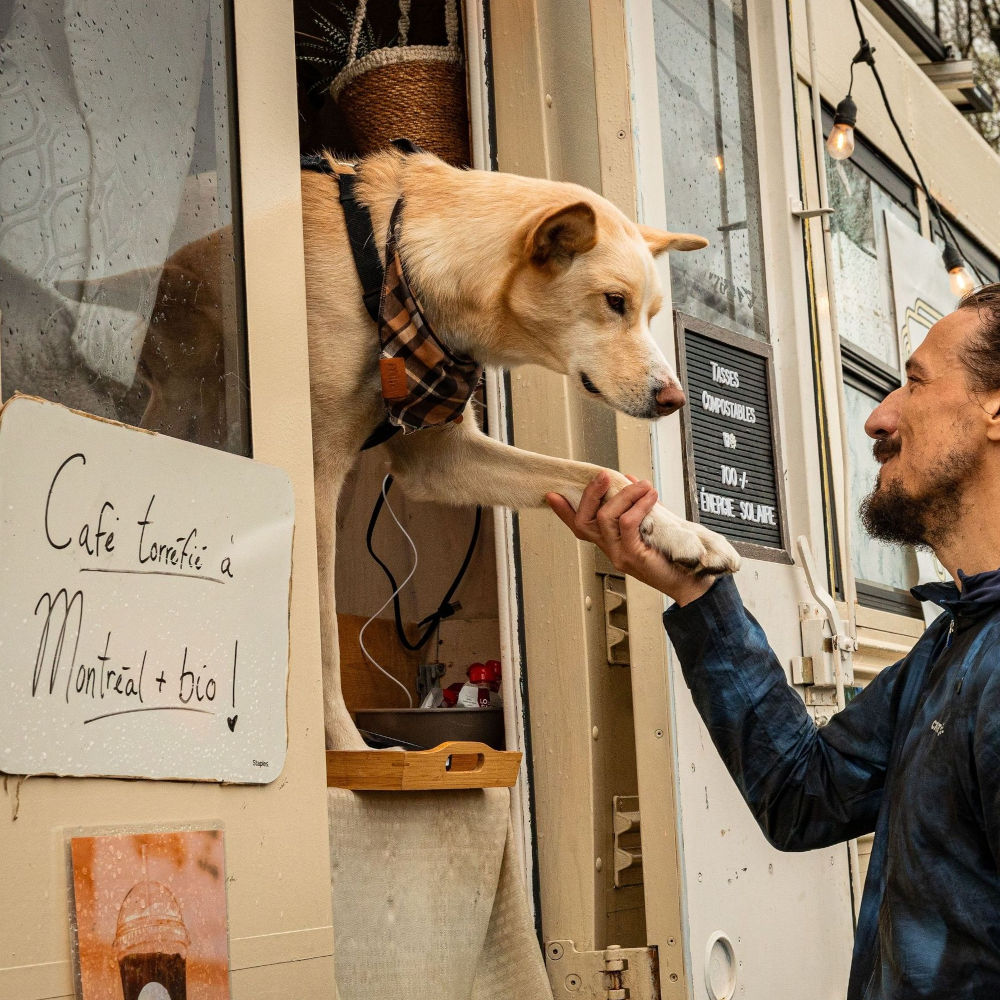 Dog wearing a plaid bandana receiving a paw-shake from a person through the bus window.